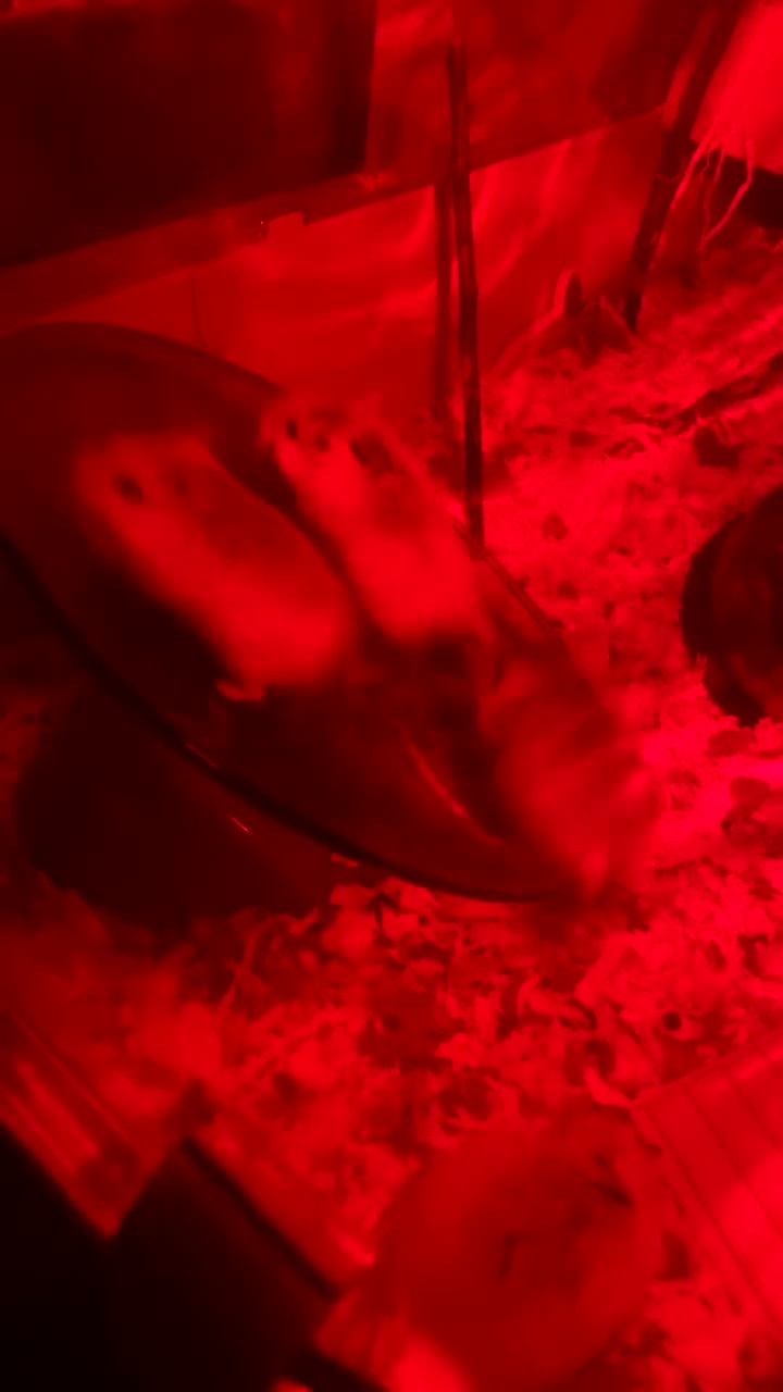 Hamster rodents for sale: Dwarf Hamsters - Video 2