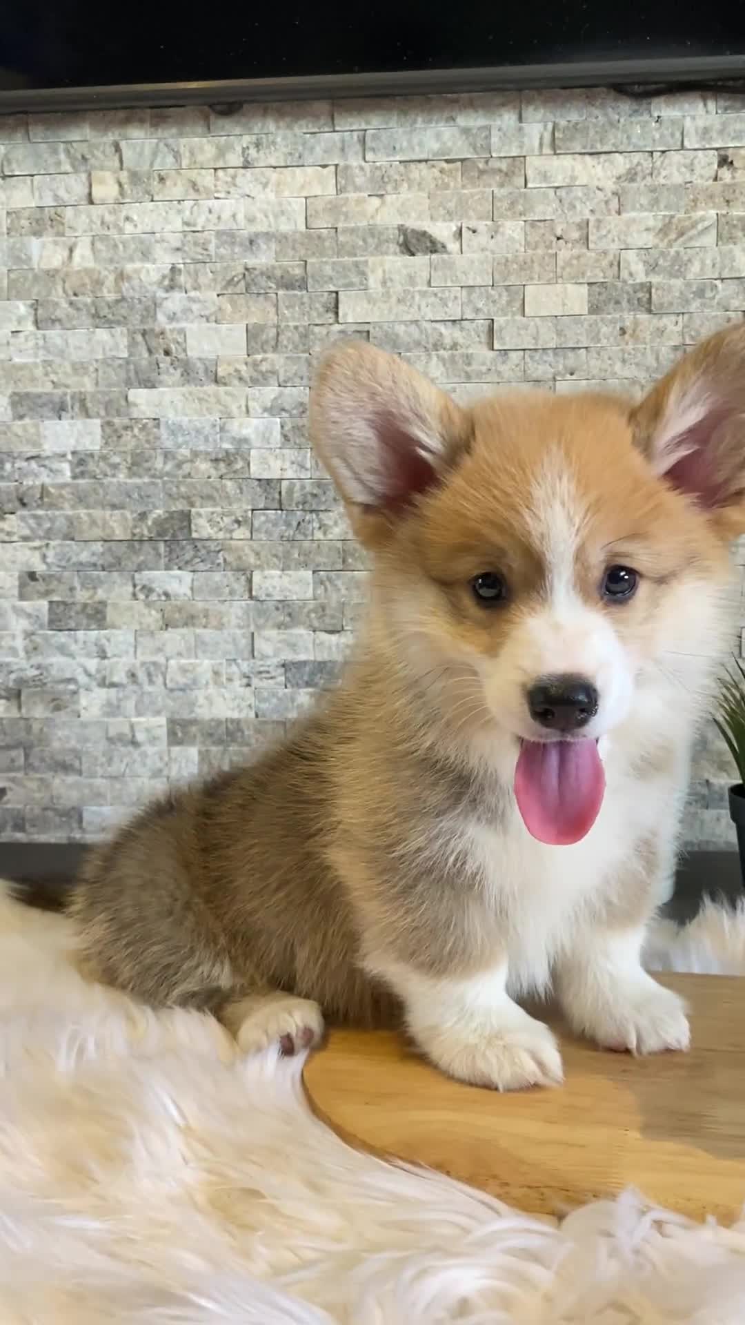 Welsh Corgi Pembroke dogs for sale: Welsh Corgi (Pembroke) - Video 1