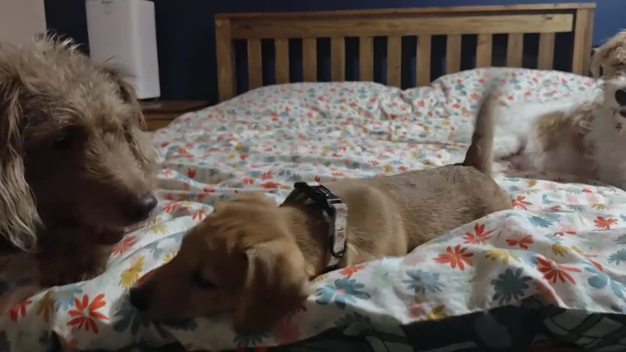 Mixed Breed dogs for sale: Parson Russell Cross Puppies  - Video 1