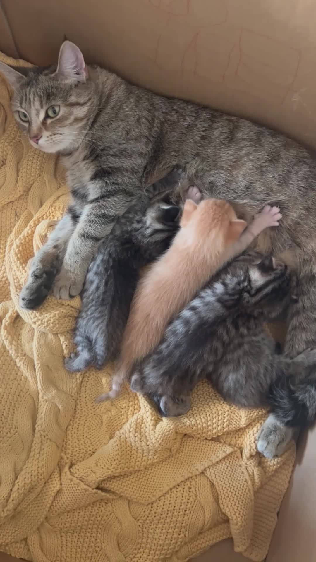 Mixed Breed cats for sale: 4 adorable kittens for sale £250 3 tabby, 1 ginger - Video 1