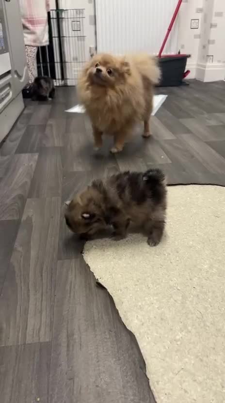 Pomeranian dogs for sale: Litter of pomeranians  - Video 1