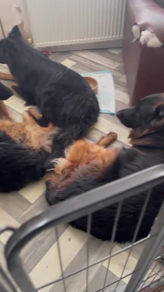 German Shepherd dogs for sale: Stunning GSD working line puppies  - Video 1