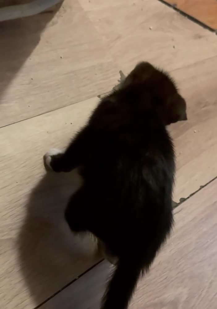 American Shorthair cats for sale: 4 KITTENS FOR SALE WEST LONDON  - Video 1