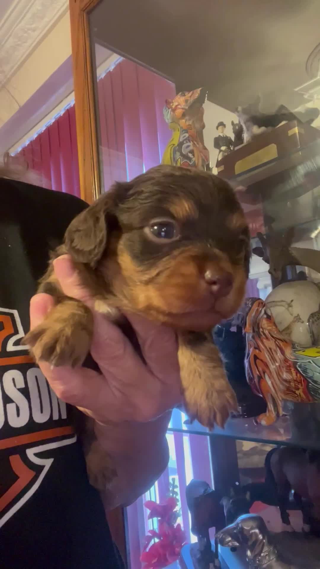 Miniature Dachshund dogs for sale: Stunning full pedigree Miniature Dachshunds  - Video 1