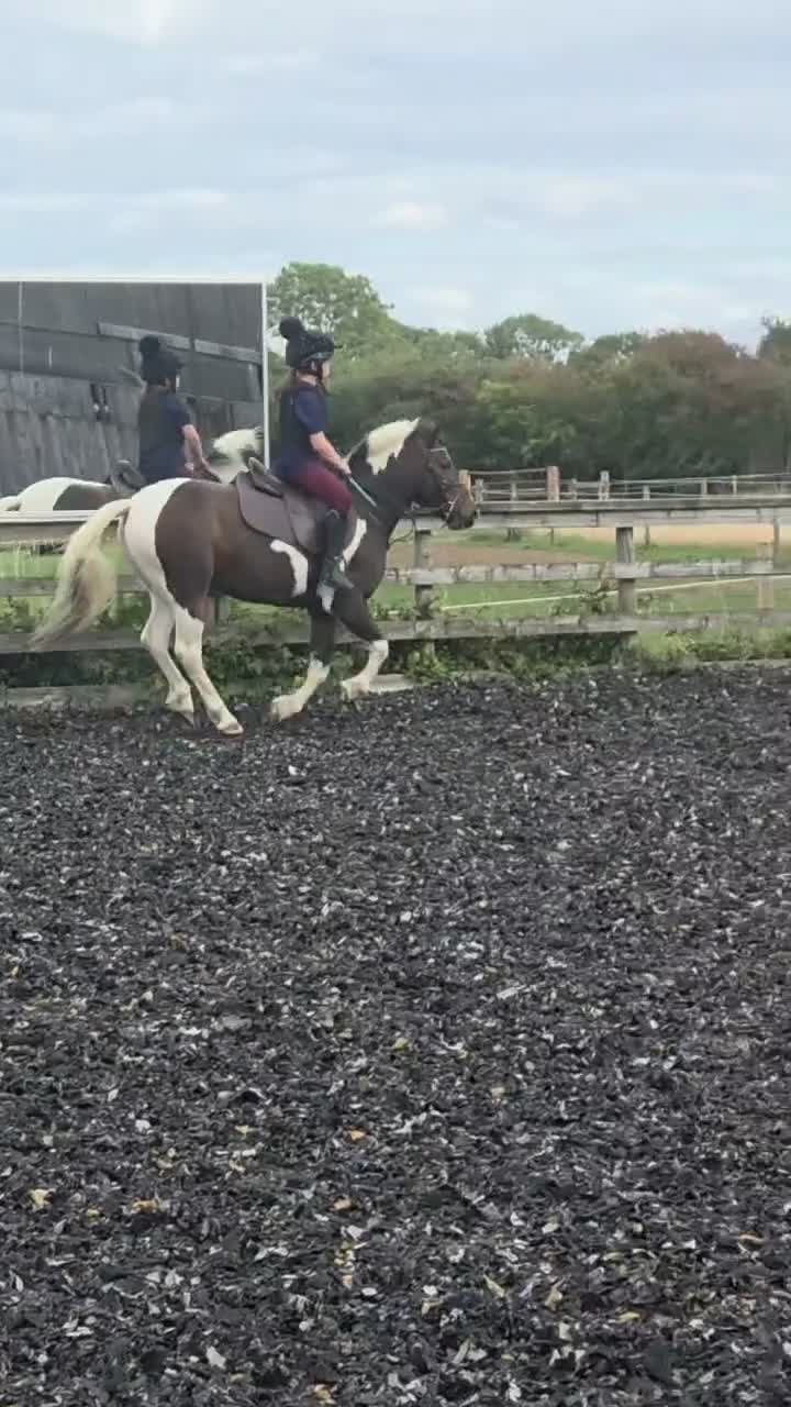 Other Breed horses for sale: Sparky in Redcar - Video 2