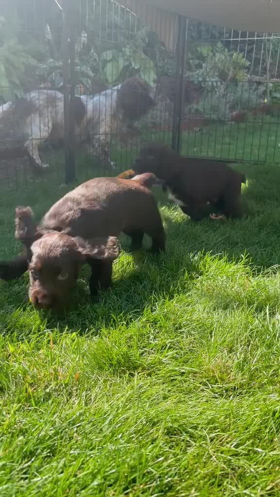 Sprocker dogs for sale: 2 working sprocker boys - Video 2