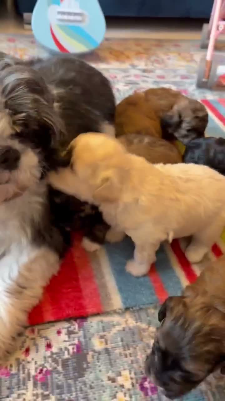 Shihpoo dogs for sale: Joanna Flynn  - Video 4
