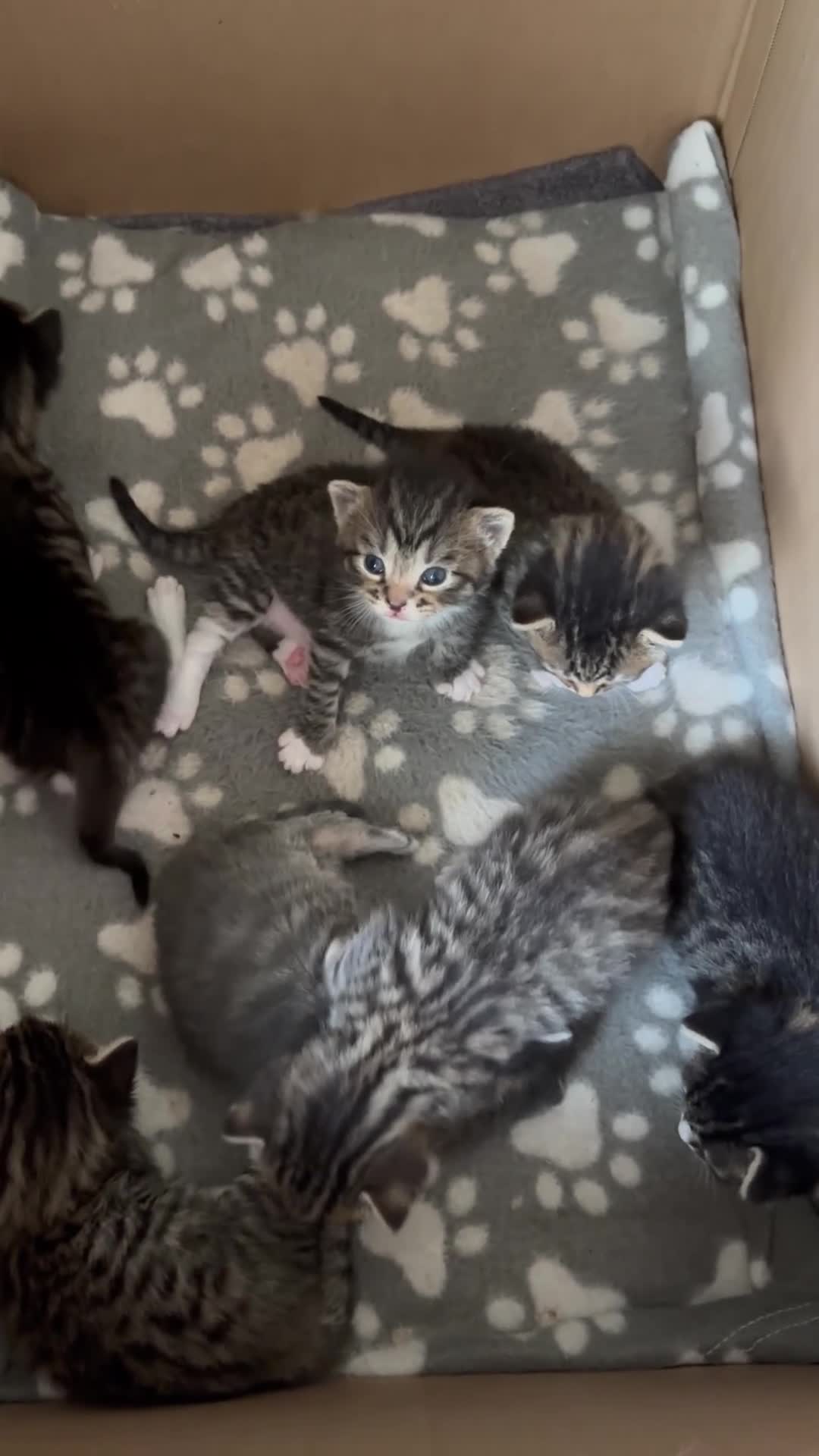 British Shorthair cats for sale: British shorthair cross - Video 1