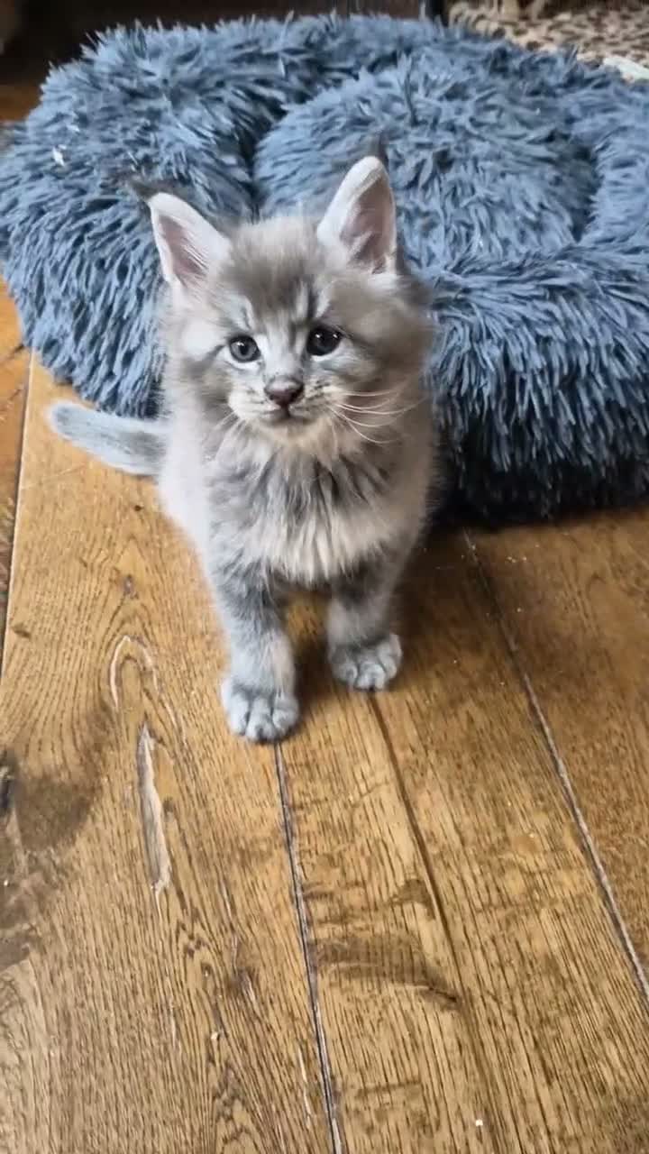 Maine Coon cats for sale: Maine coon pedigree kittens  - Video 1