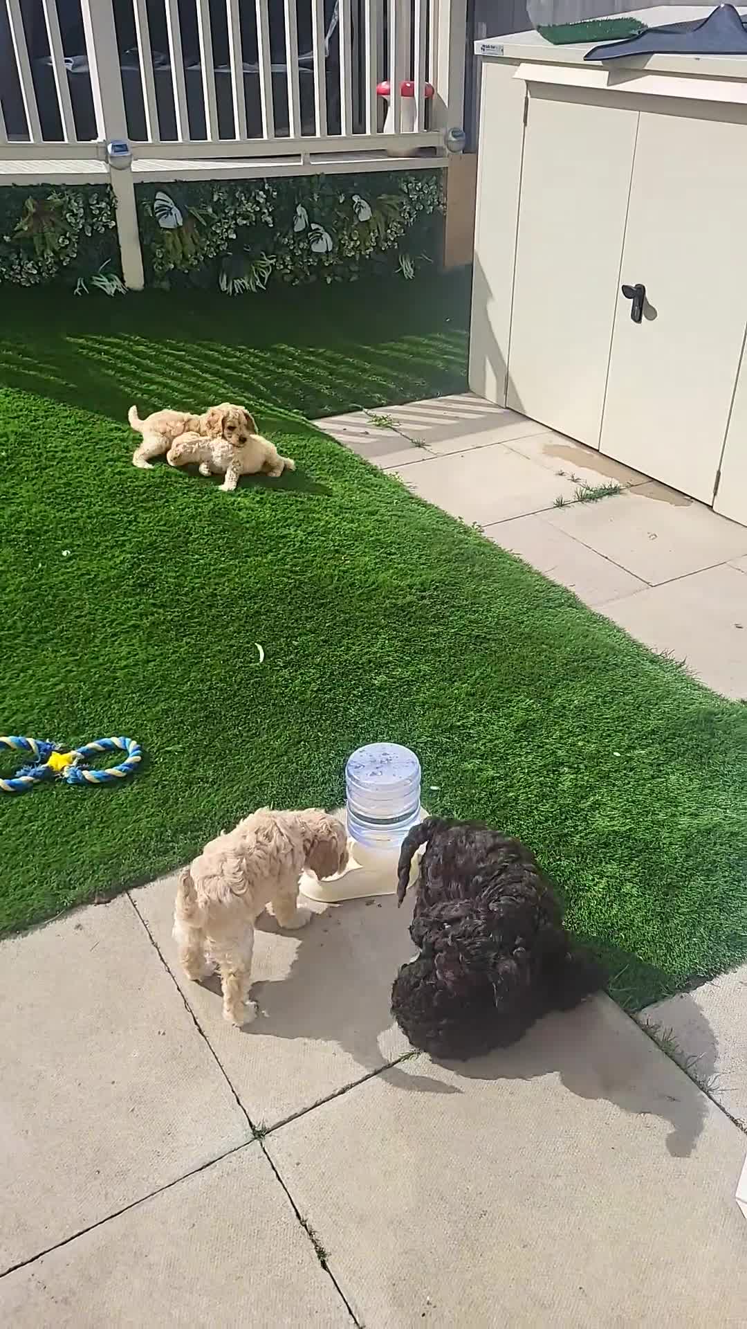 Cockapoo dogs for sale: Cockapoo puppies - Video 1