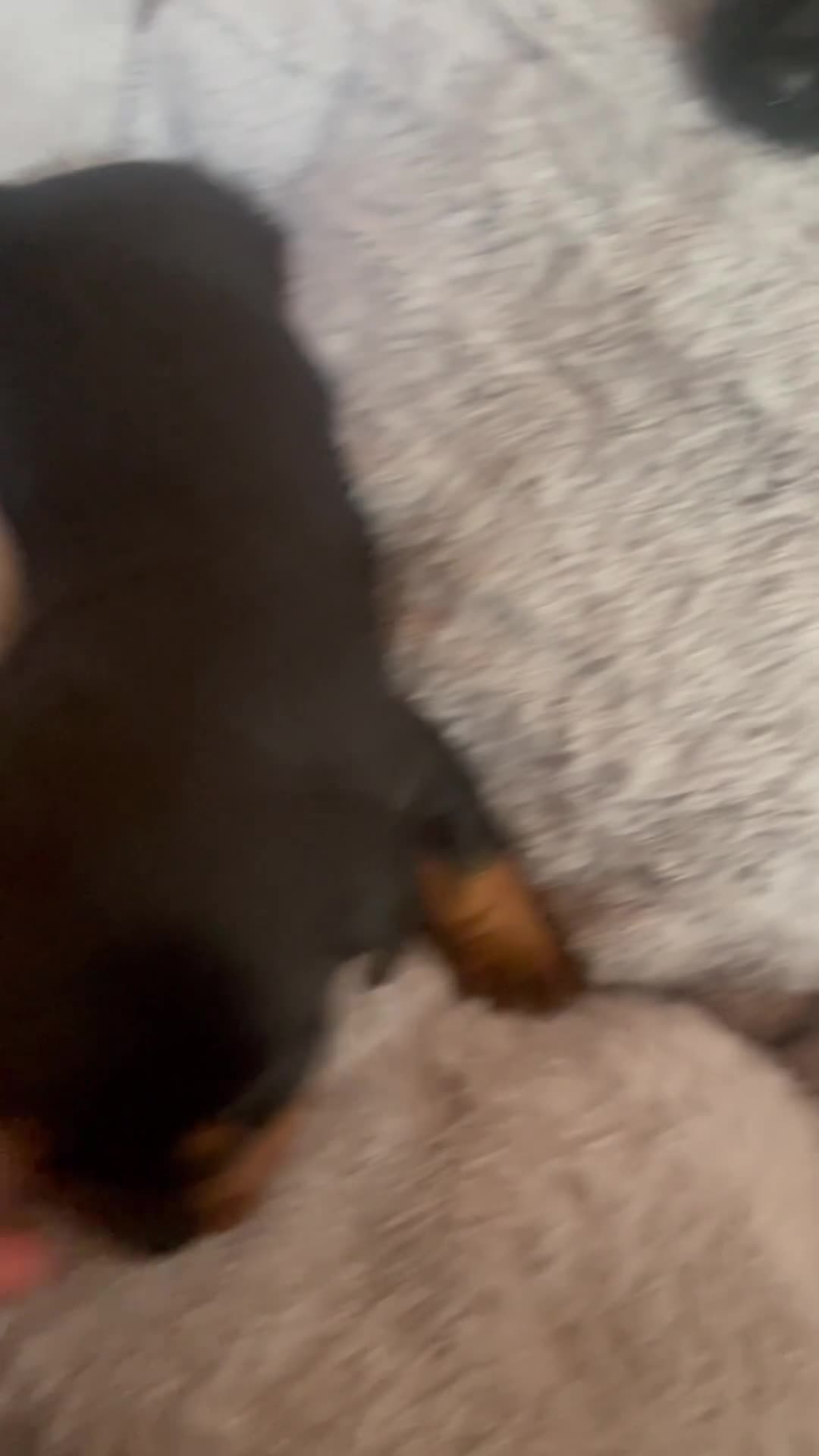 Mixed Breed dogs for sale: Doxie poo stunning puppies  - Video 1