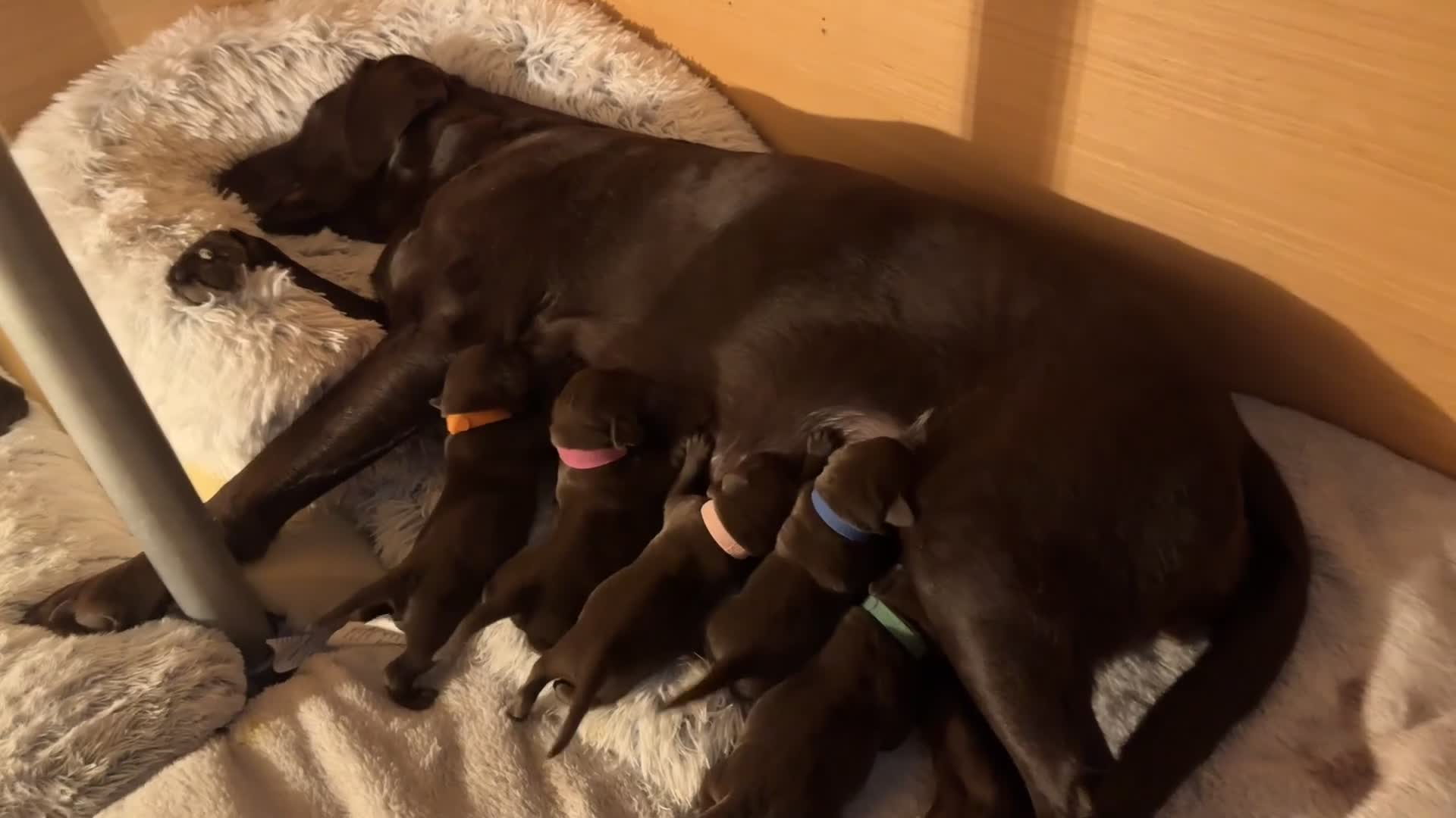 Labrador Retriever dogs for sale: Puppies arrived 12/02/2026 - Video 1
