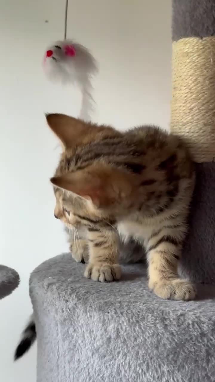Mixed Breed cats for sale: Adorable Mixed Bengal Kittens- Dad 100% Bengal! - Video 1