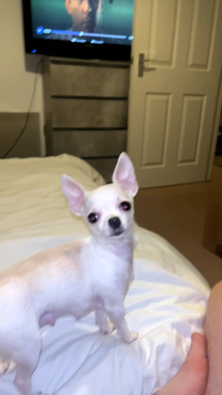 Chihuahua dogs for sale: Exceptional  **  Miniature Chihuahuas Truly Rare in Solihull - Video 2