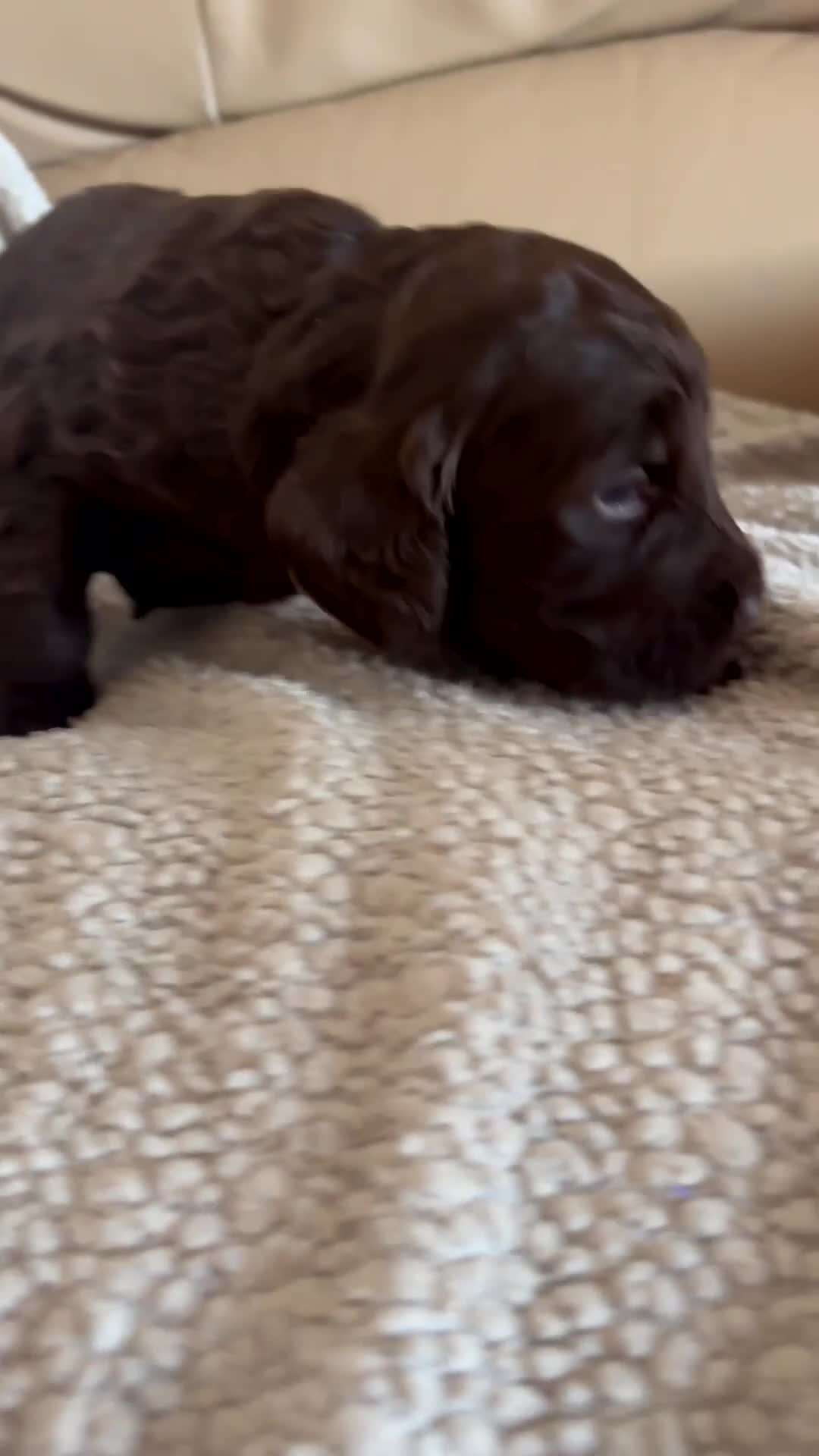 Cockapoo dogs for sale: outstanding cockapoo puppy’s last 3 remaining  in Leeds - Video 2