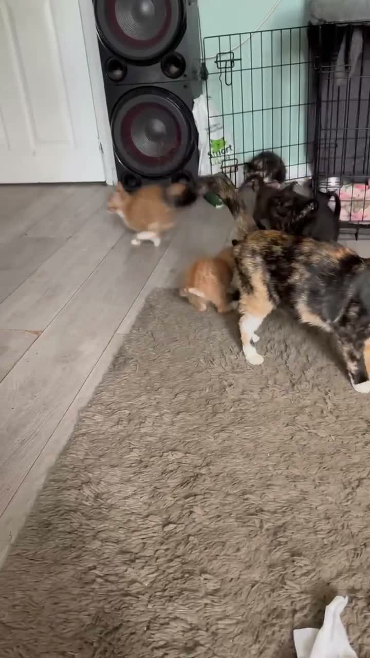Mixed Breed cats for sale: Mixed kittens - Video 1