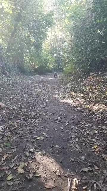 English Bulldog dogs for sale: Dogs for sale - Video 3