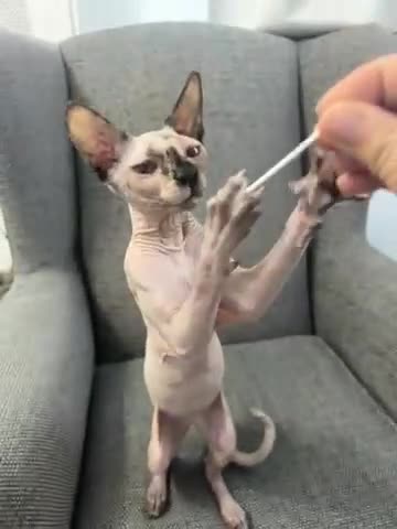 Sphynx cats for sale: Beautiful Sphynx Kitten - Video 1
