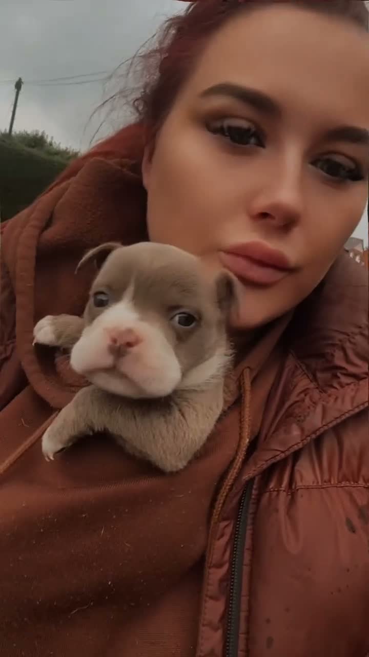 Olde English Bulldogge dogs for sale: Old English bulldog female for sale - Video 1