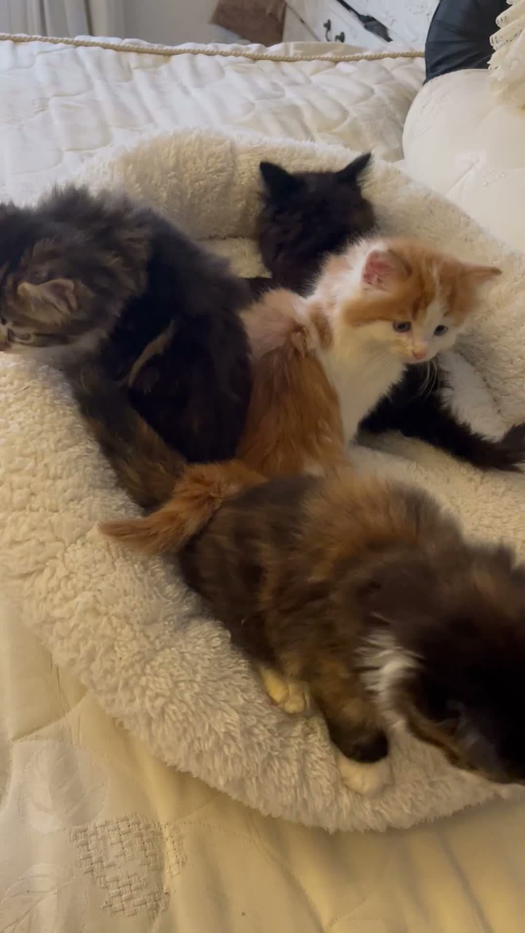 Mixed Breed cats for sale: Beautiful mixed breed litter of fluffy kittens  in Bracknell - Video 1
