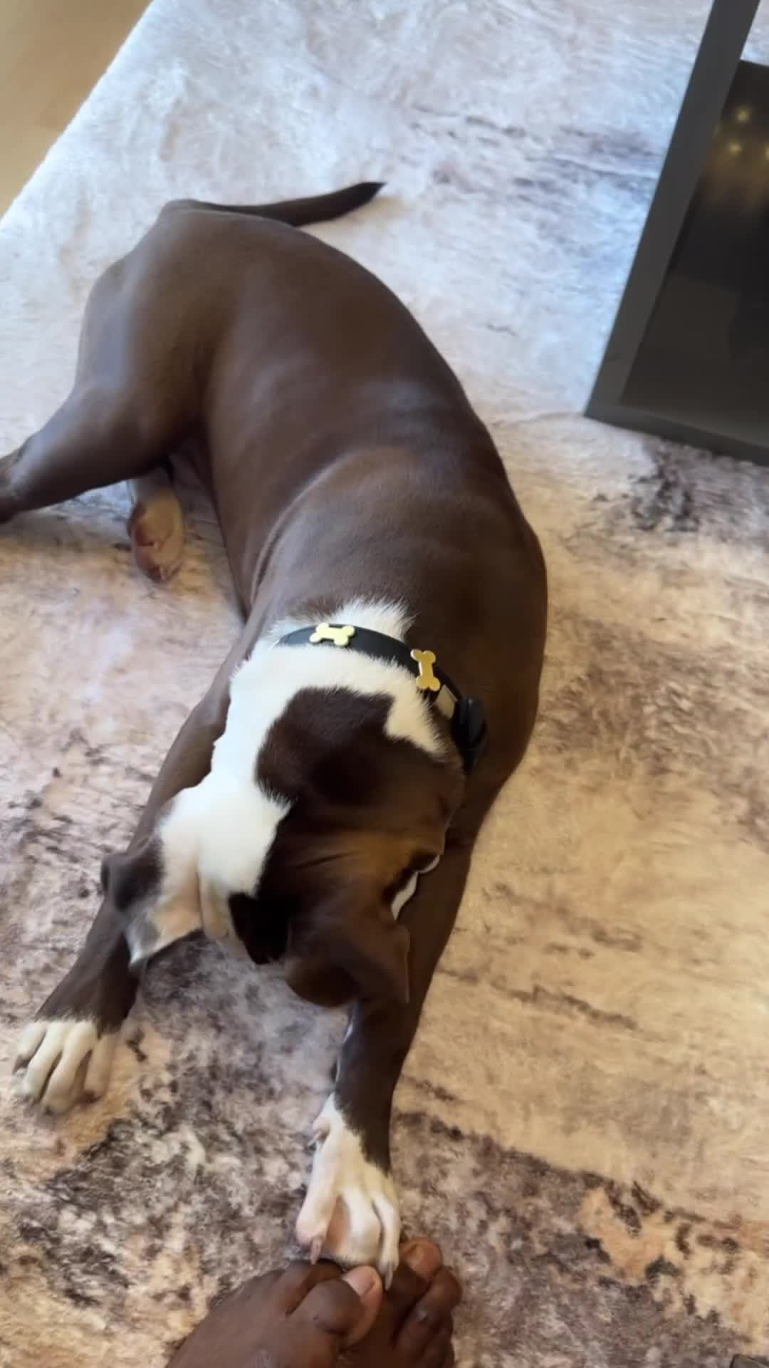 American Bull Staffy dogs for sale: American Staffordshire Terrier - Video 1