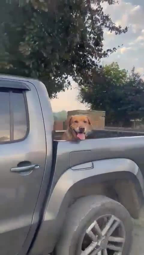 Labrador Retriever dogs for sale: ✨ Beautiful Old-Fashioned Chunky Labrador Puppies✨ - Video 4