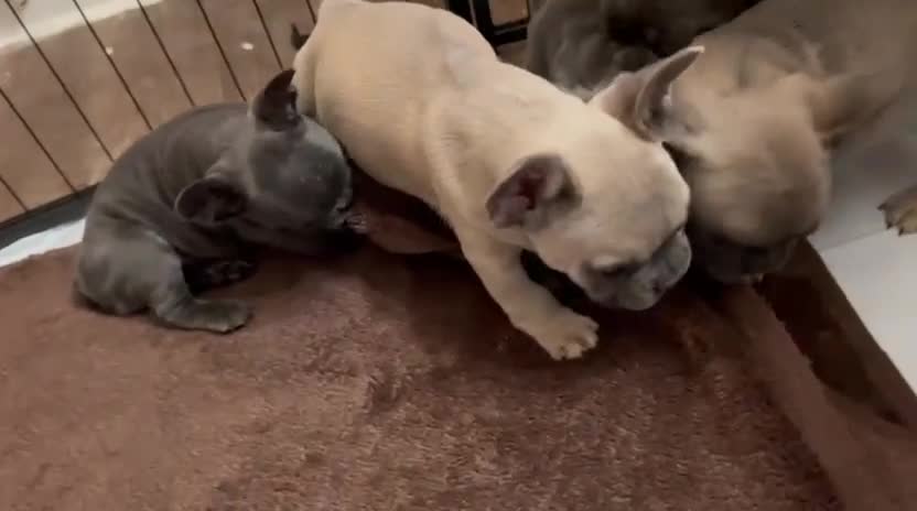 French Bulldog dogs for sale: French Bulldog Puppies for sale - Video 1