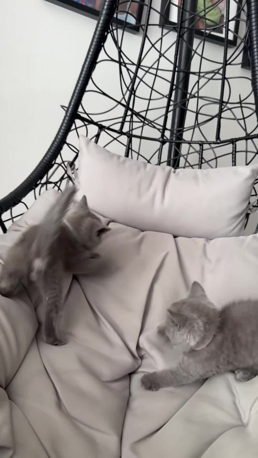British Shorthair cats for sale: Pure BSH Blue - Ready Now  - Video 1