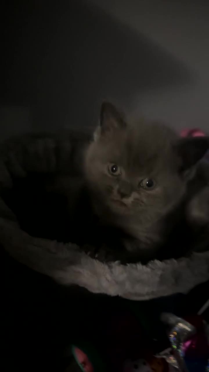 British Shorthair cats for sale: Stunning litter of bsh  - Video 3