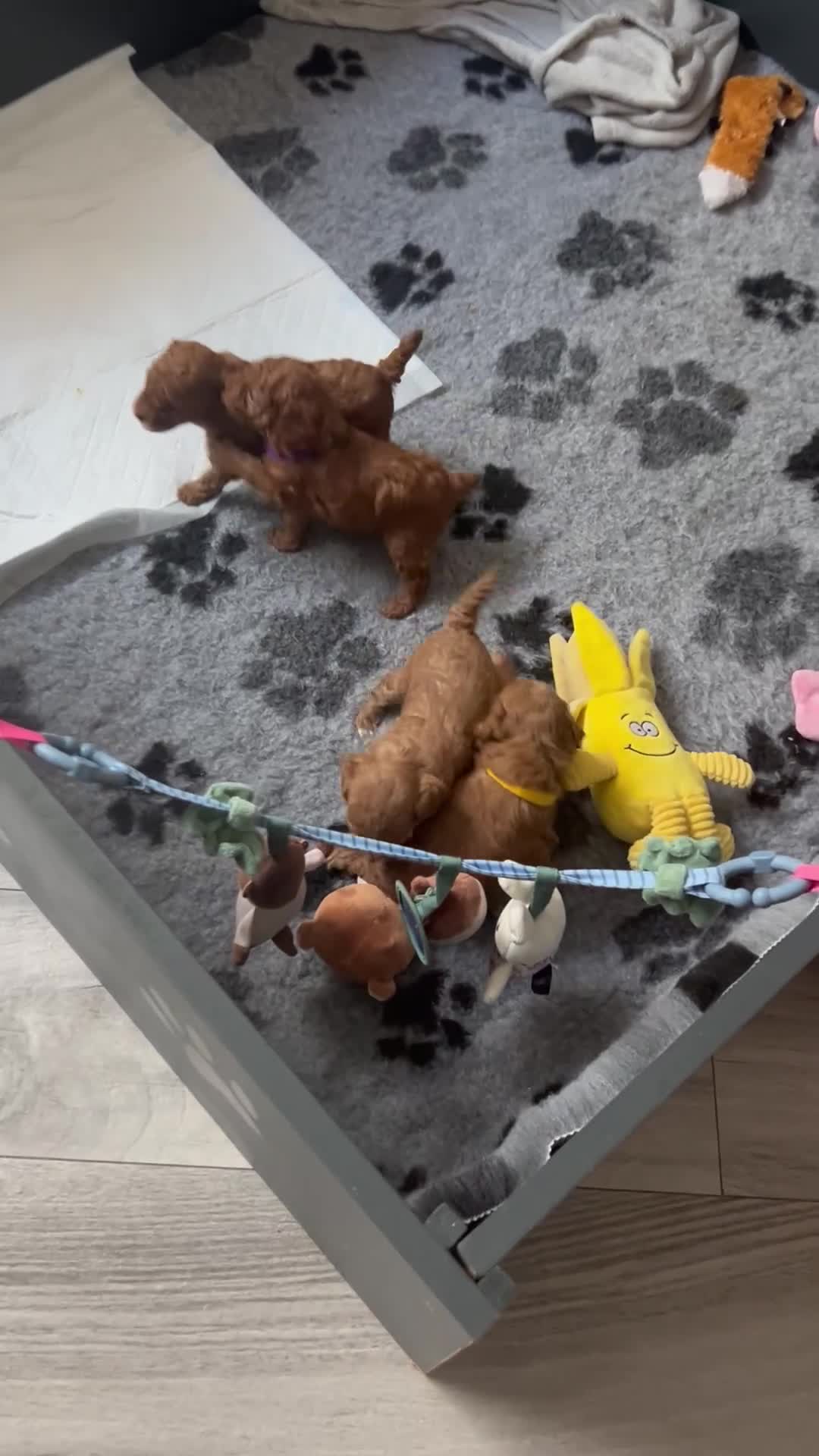 Toy Poodle dogs for sale: Tiny Toy Poodles - Video 2