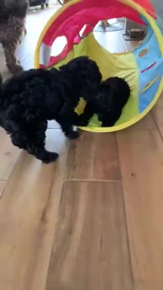 Cavapoo dogs for sale: Stunning premium F1 Cavapoos 🥰 DNR tested parents - Video 3
