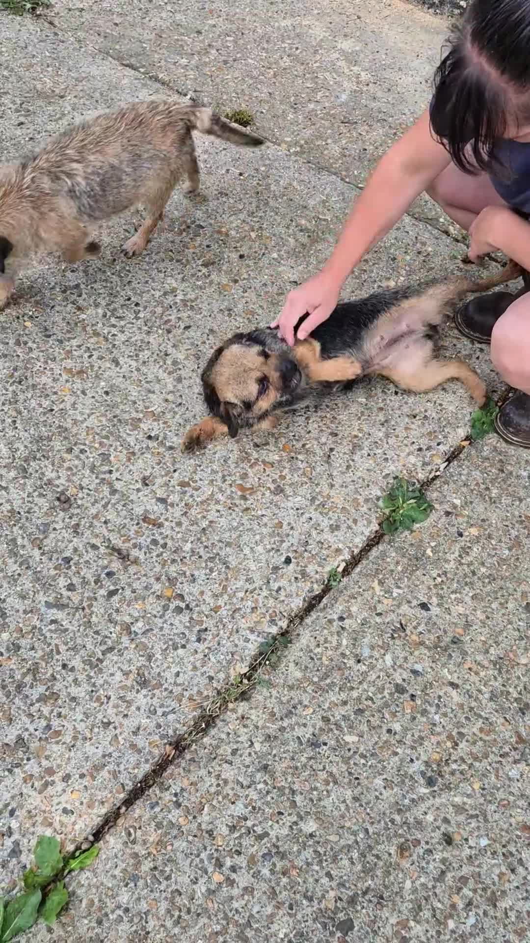 Border Terrier dogs for sale: Adult Female Border Terriers - Video 1