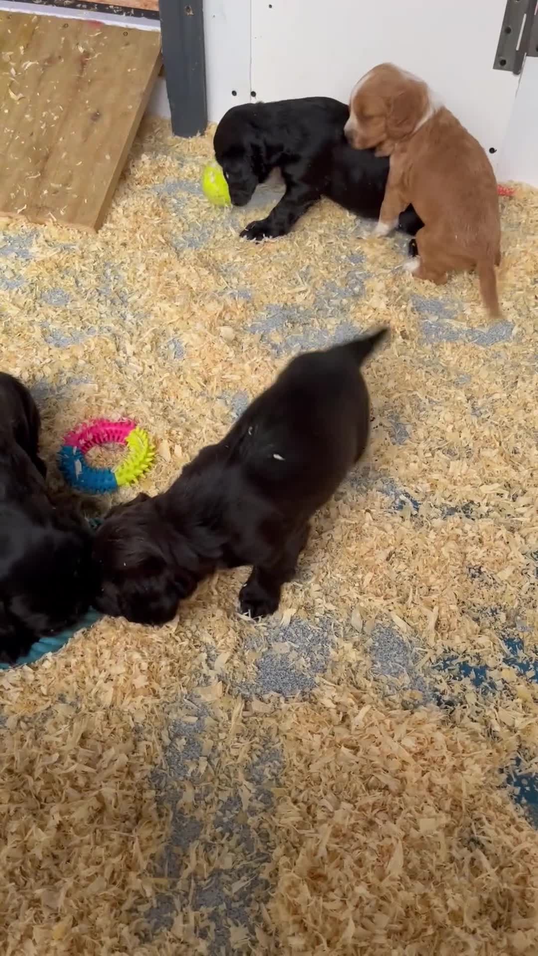 Cocker Spaniel dogs for sale: Stunning Health Tested WCS Pups - Video 3