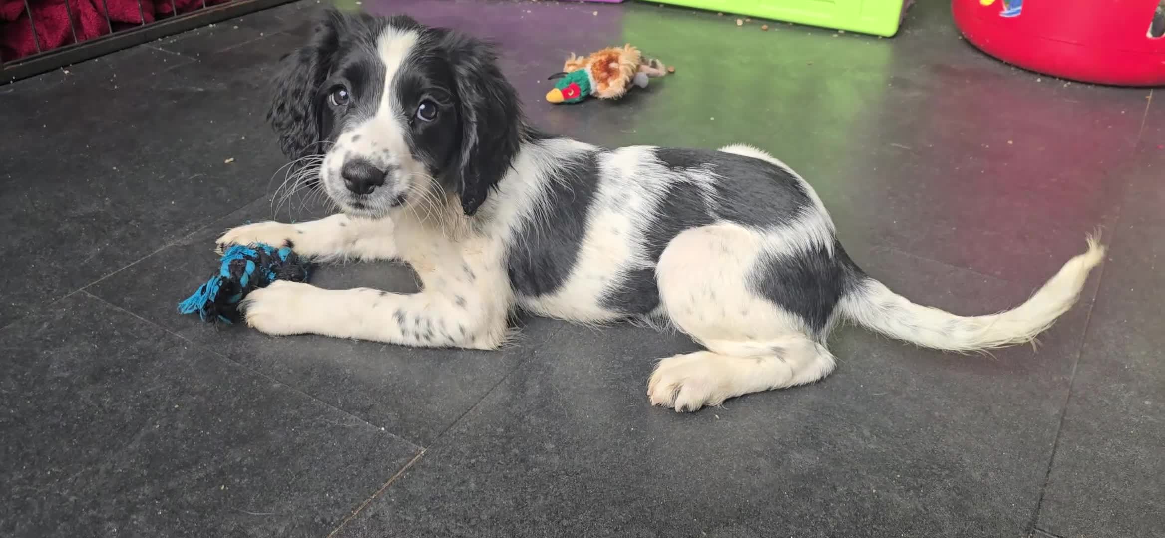 English Springer Spaniel dogs for sale: ⭐️ Last KC Stunning homebred Girl Pup  DNA Vet⭐️ - Video 3