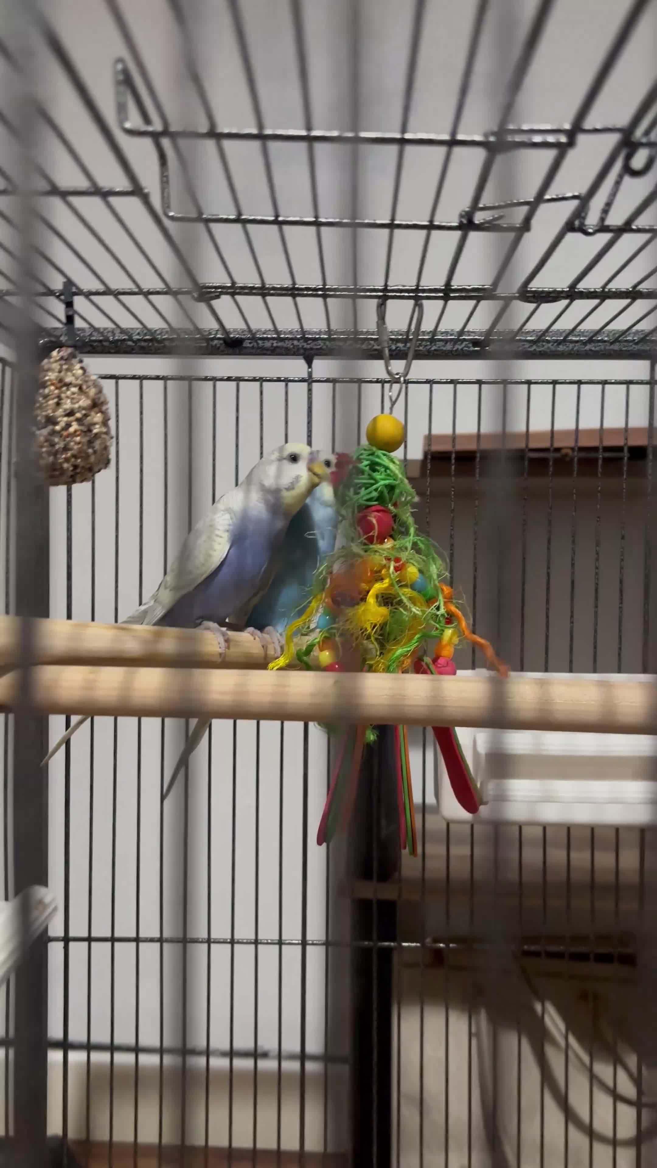 Budgerigars birds for sale: BABY BUDGIES WITH CAGE & ACCESSORIES – £60 ONO 🐦 in Telford - Video 1
