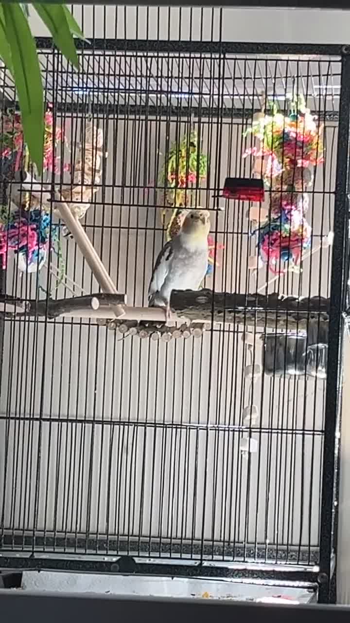 Cockatiels birds for sale: Fully tamed cockatiel and 2 love birds  in Staines - Video 1