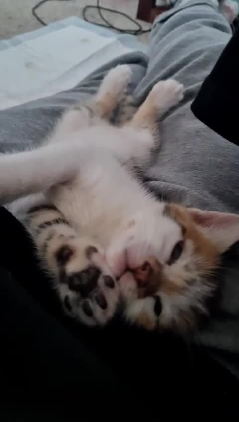 Mixed Breed cats for sale: 🐱✨3 Gorgeous Half Bengal Kittens!✨🐱 in Irvine - Video 4
