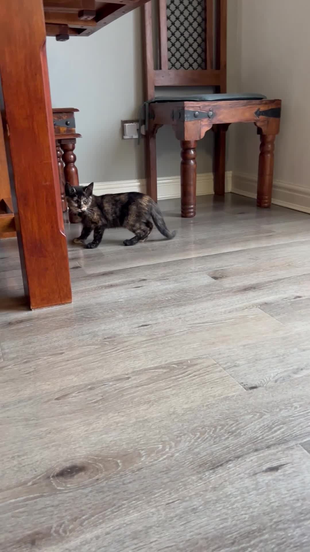 Ragdoll cats for sale: URGENT Ragdoll kittens x1 LAST ONE! 🫶🏽 - Video 1