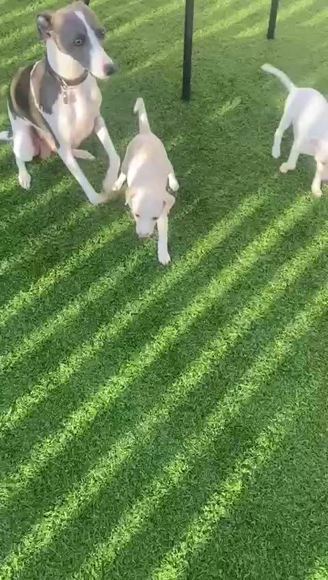 Italian Greyhound dogs for sale: Italian greyhound puppies - Video 1