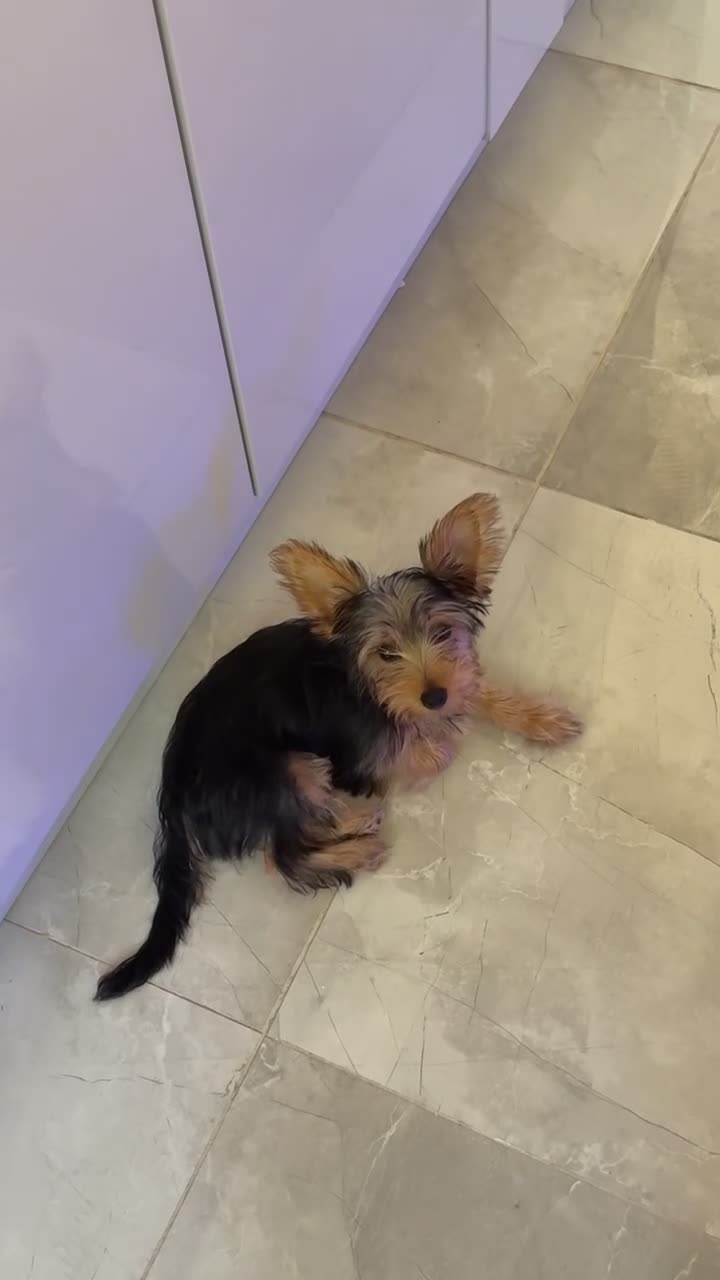 Yorkshire Terrier dogs for sale: Adorable Yorkshire terrier Puppy for sale  - Video 2