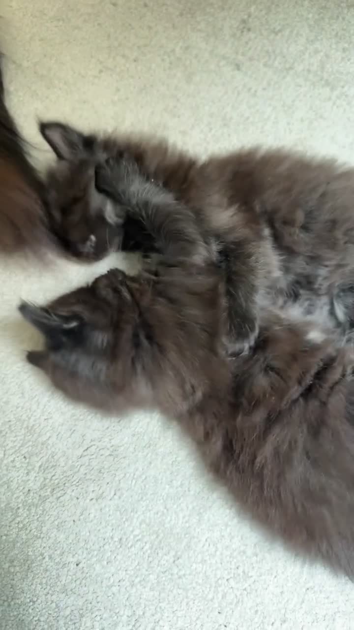 British Longhair cats for sale: British longhairs  in Bradford - Video 1
