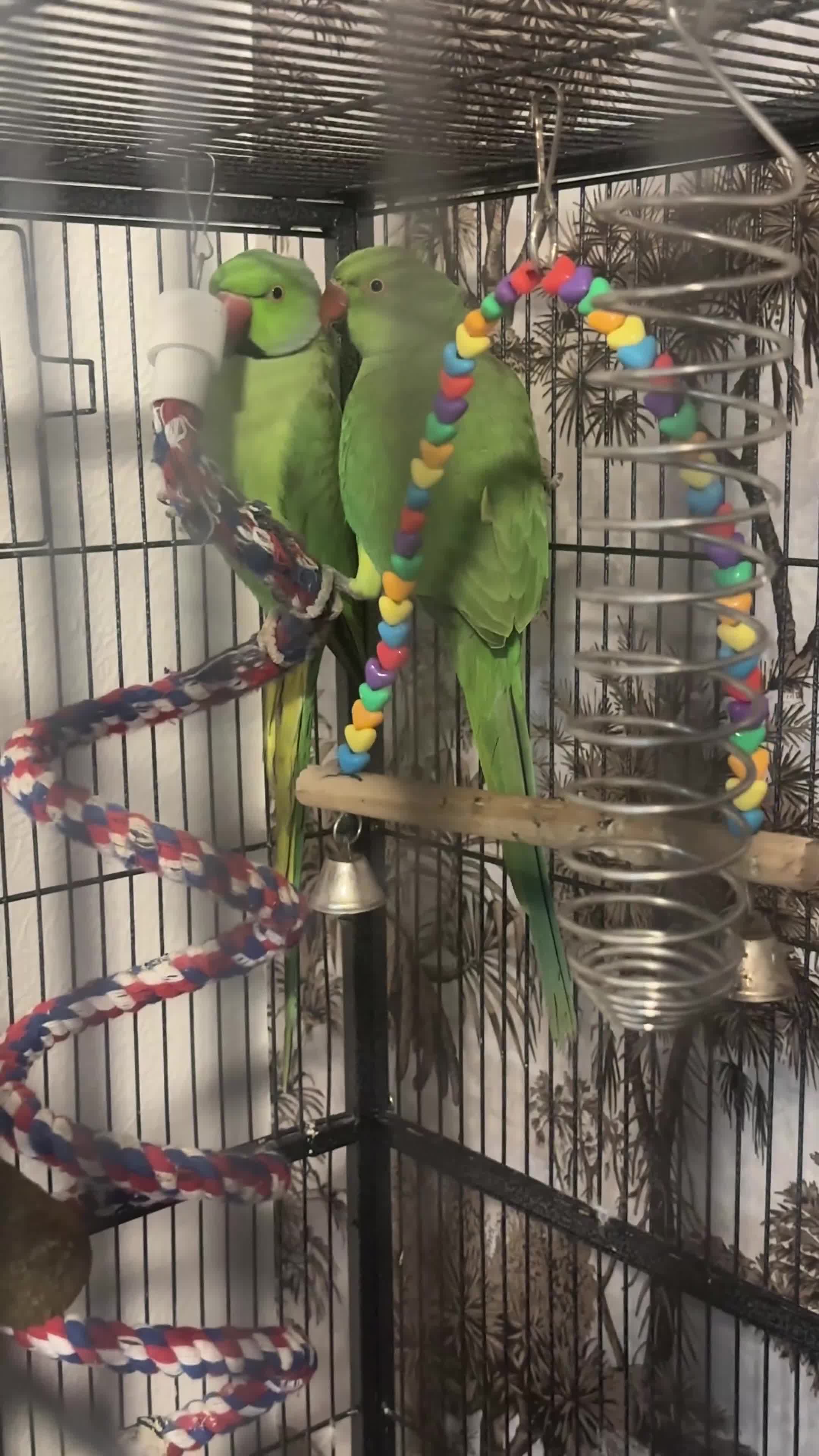 Parakeets birds for sale: Beautiful Indian Ringneck parakeet pair with cage. - Video 1