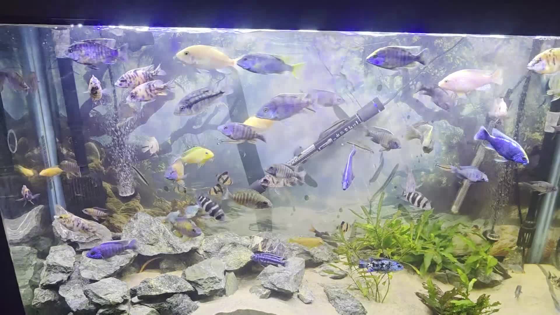 Cichlids fish for sale: african malawi cichlids in Alton - Video 1