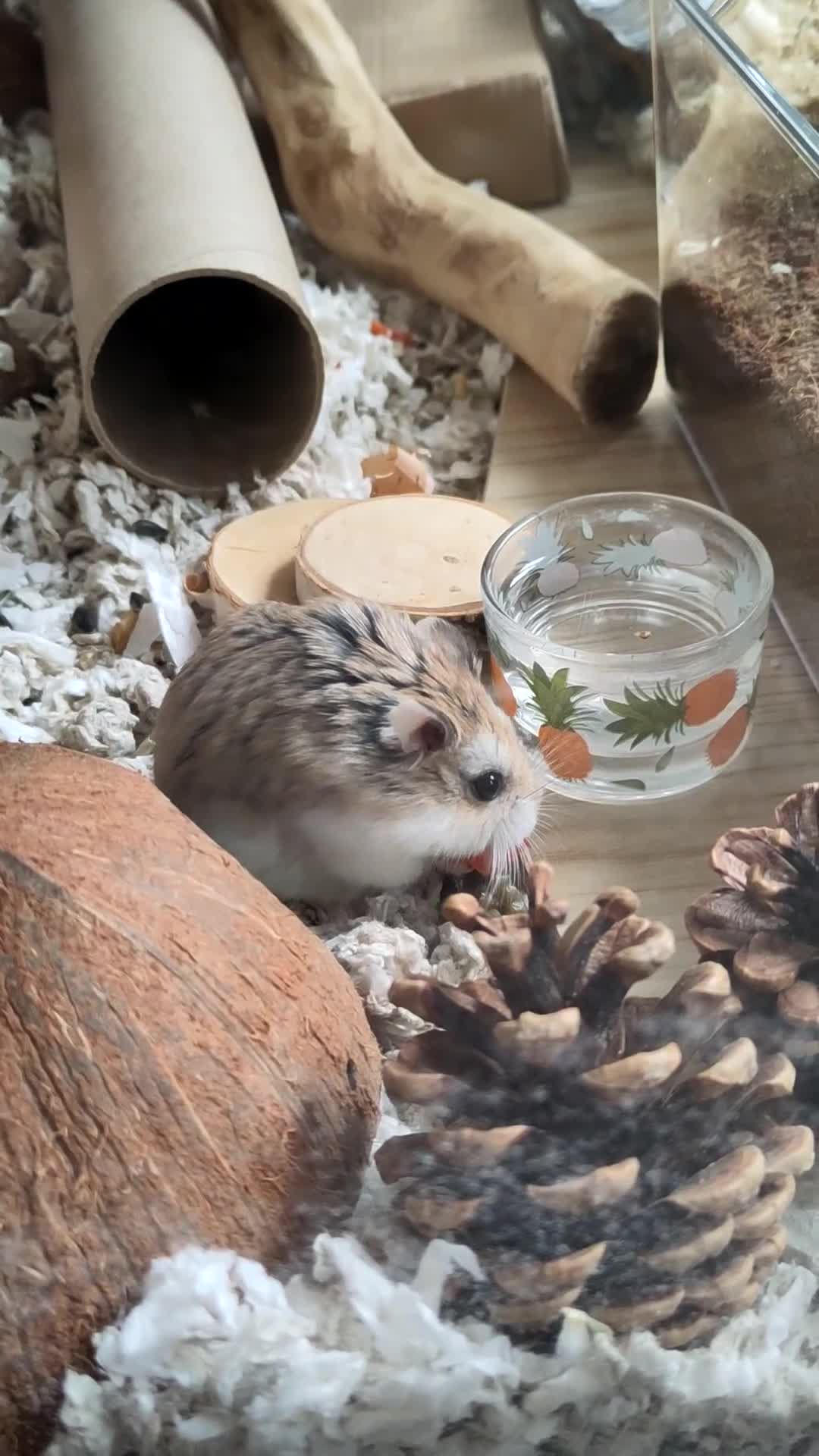 Hamster rodents for sale: Noodle | For Adoption | Male Roborovski Hamster - Video 2