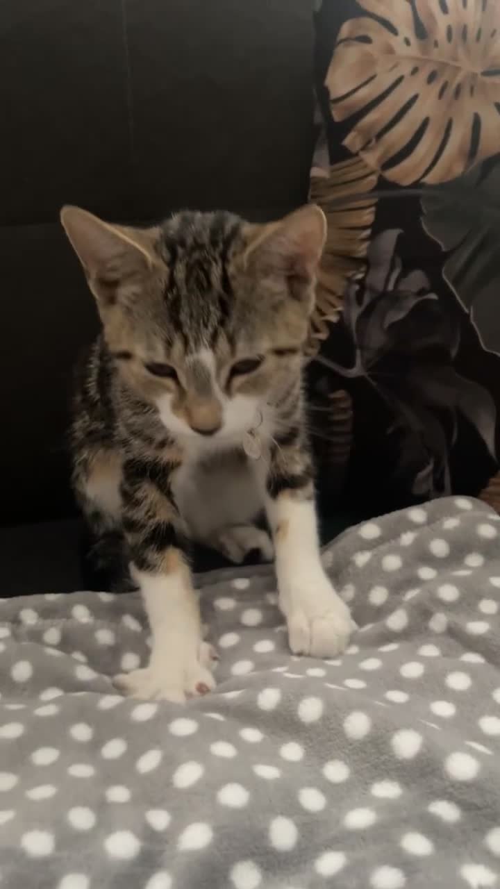 Mixed Breed cats for sale: Really friendly tabby kitten  - Video 1