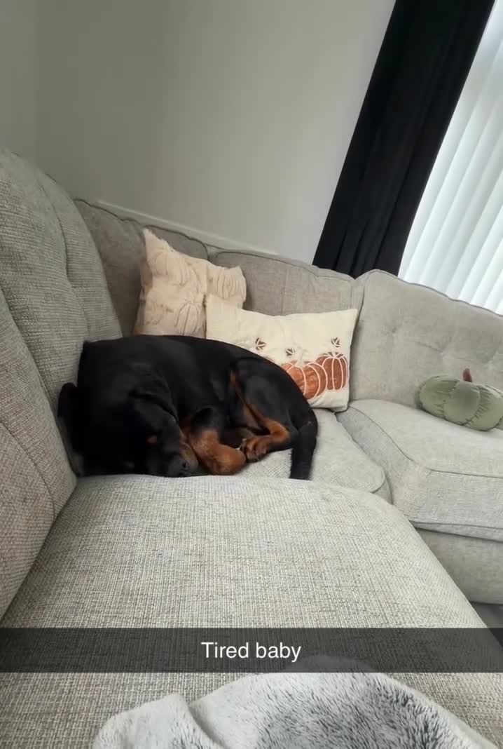 Rottweiler dogs for sale: Gorgeous Rottweiler puppy Nanci - Video 3