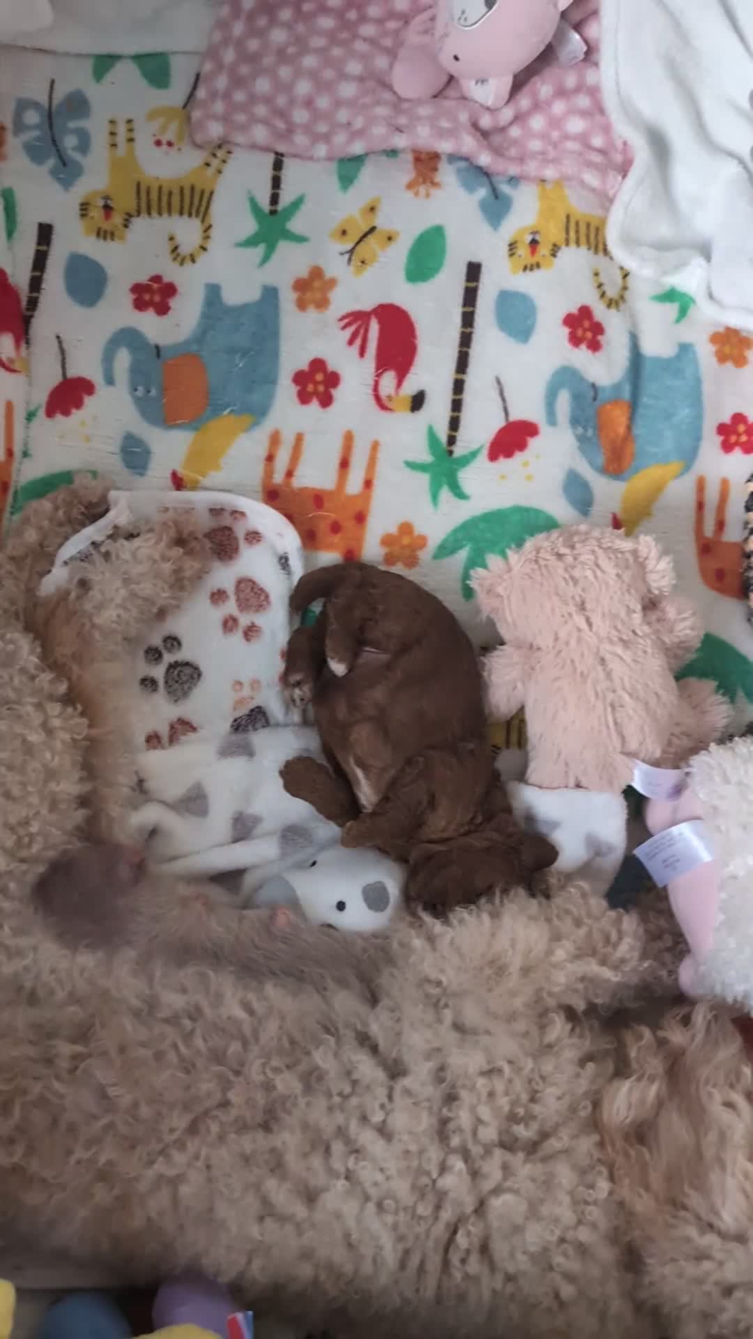 Cavapoo dogs for sale: F1B Deep Fox Red High Quality DNA Clear Puppy  - Video 2