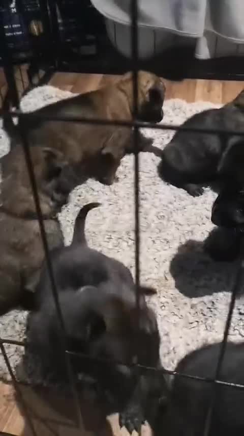 Belgian Shepherd Dog dogs for sale: Stunning Belgian Mali Pups - Video 1