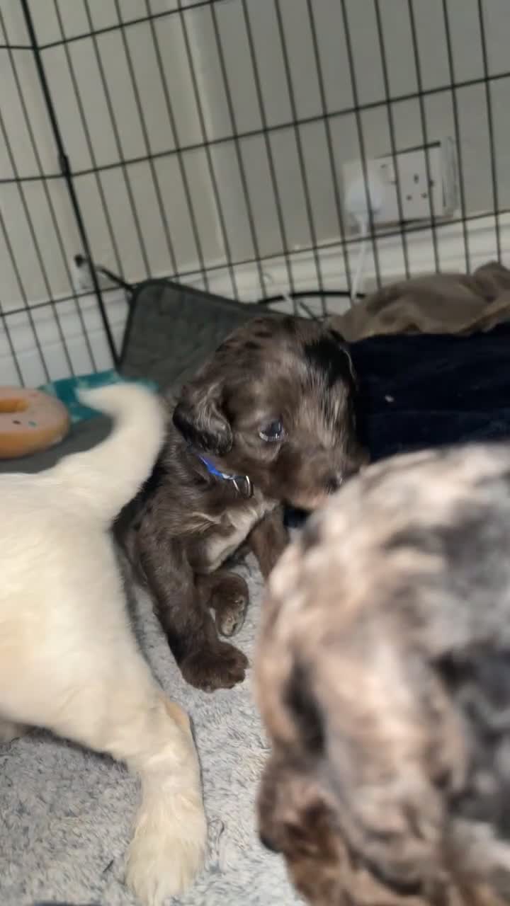 Mixed Breed dogs for sale: Cavapoochon X cockapoo - Video 2