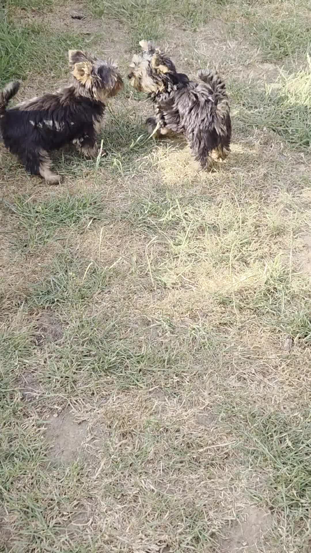 Yorkshire Terrier dogs for sale: Beautiful Yorkshire Terrier Girls - Video 2